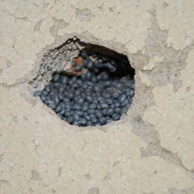 copyright: M.Hutterli